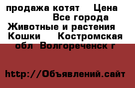 продажа котят  › Цена ­ 15 000 - Все города Животные и растения » Кошки   . Костромская обл.,Волгореченск г.